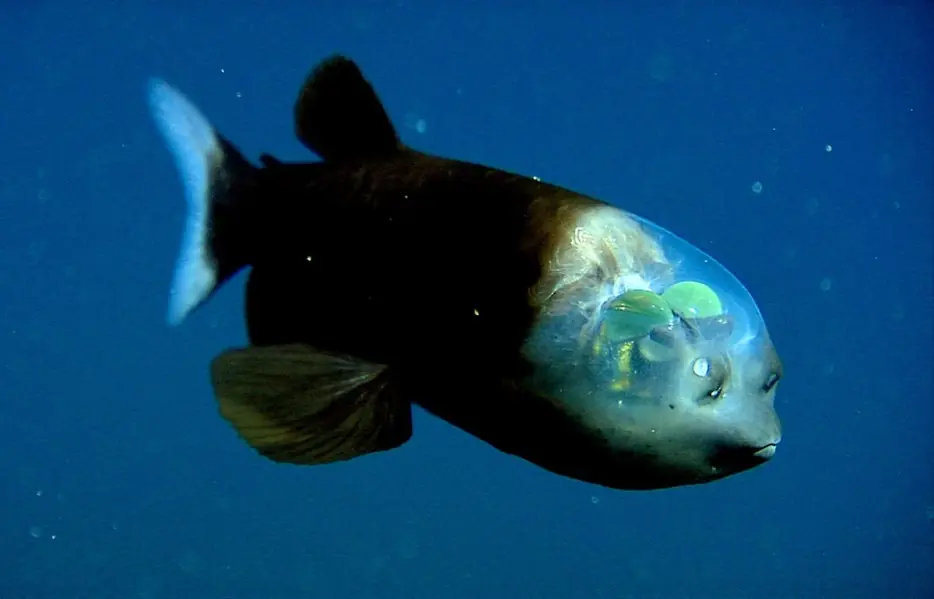 misterios del oceano