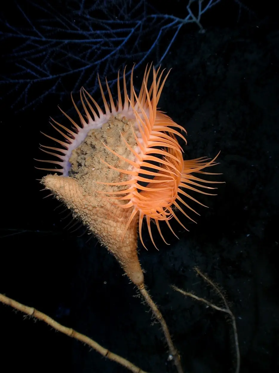 Animales marinos que apuesto que no conocias
