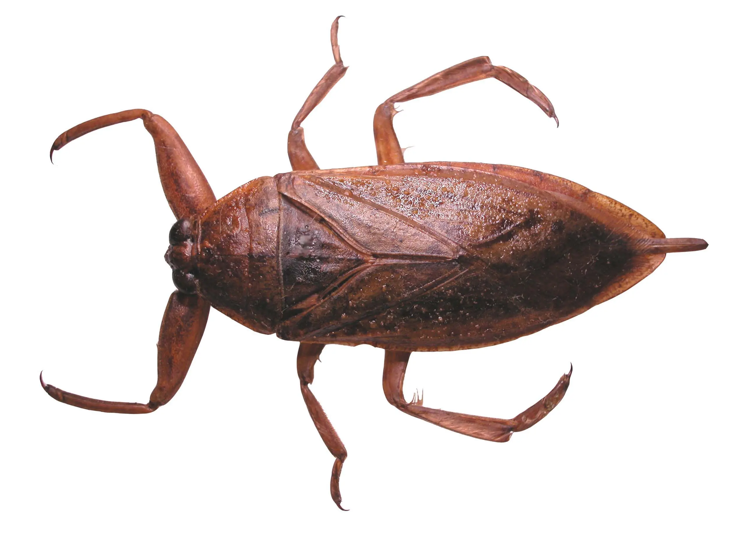 Los insectos mas grandes del mundo.