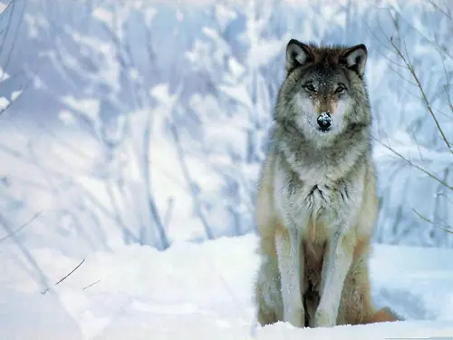 El lobo solitario de ojos azules (2da parte)