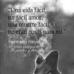 alone wolf violin