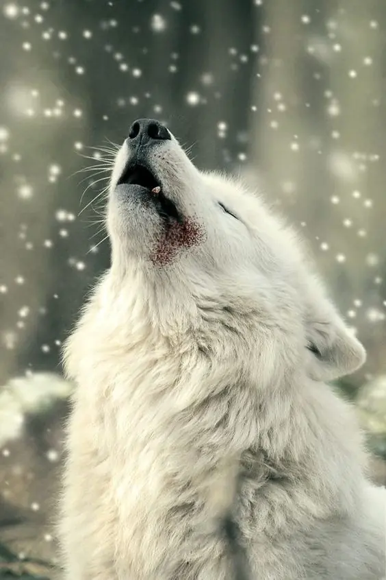 alone wolf violin
