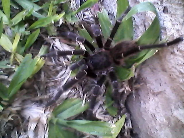 tarantula