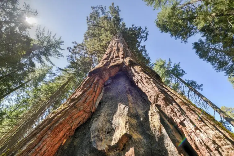 Ella vivió dos años en un árbol para evitar que lo talen