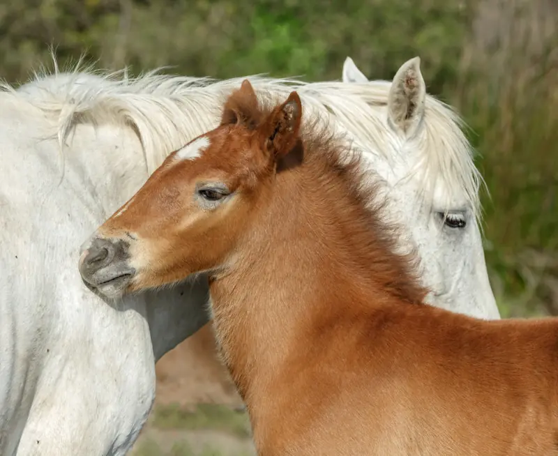caballos