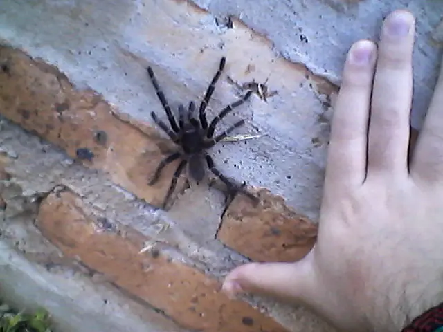Encontré una Tarántula en casa y la dejé vivir FOTOS Y VIDEO