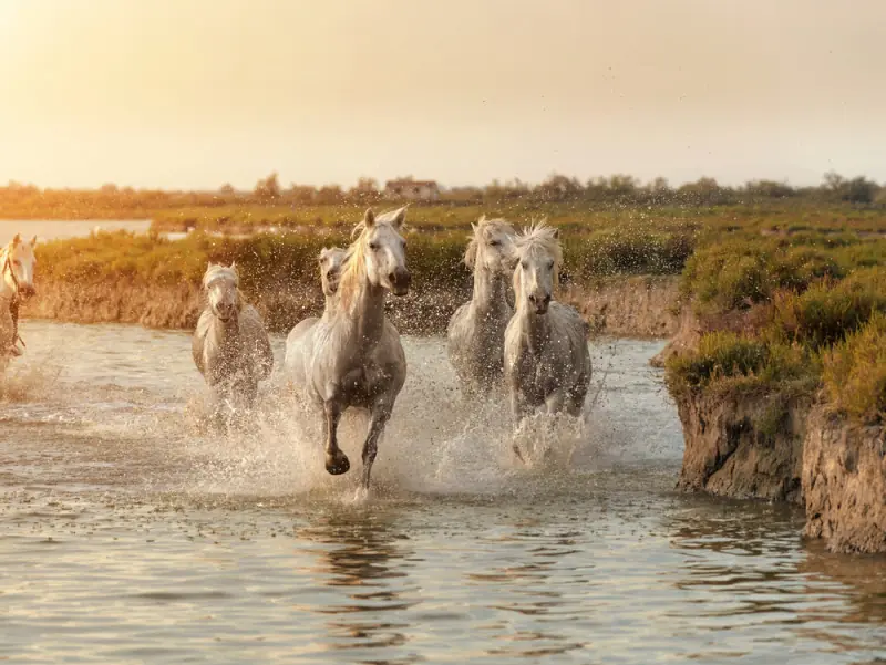 caballos