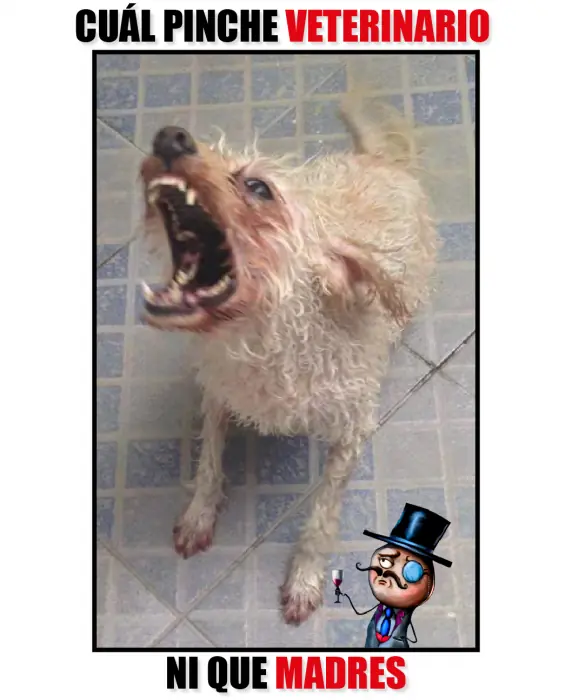en adopcion en adopcion