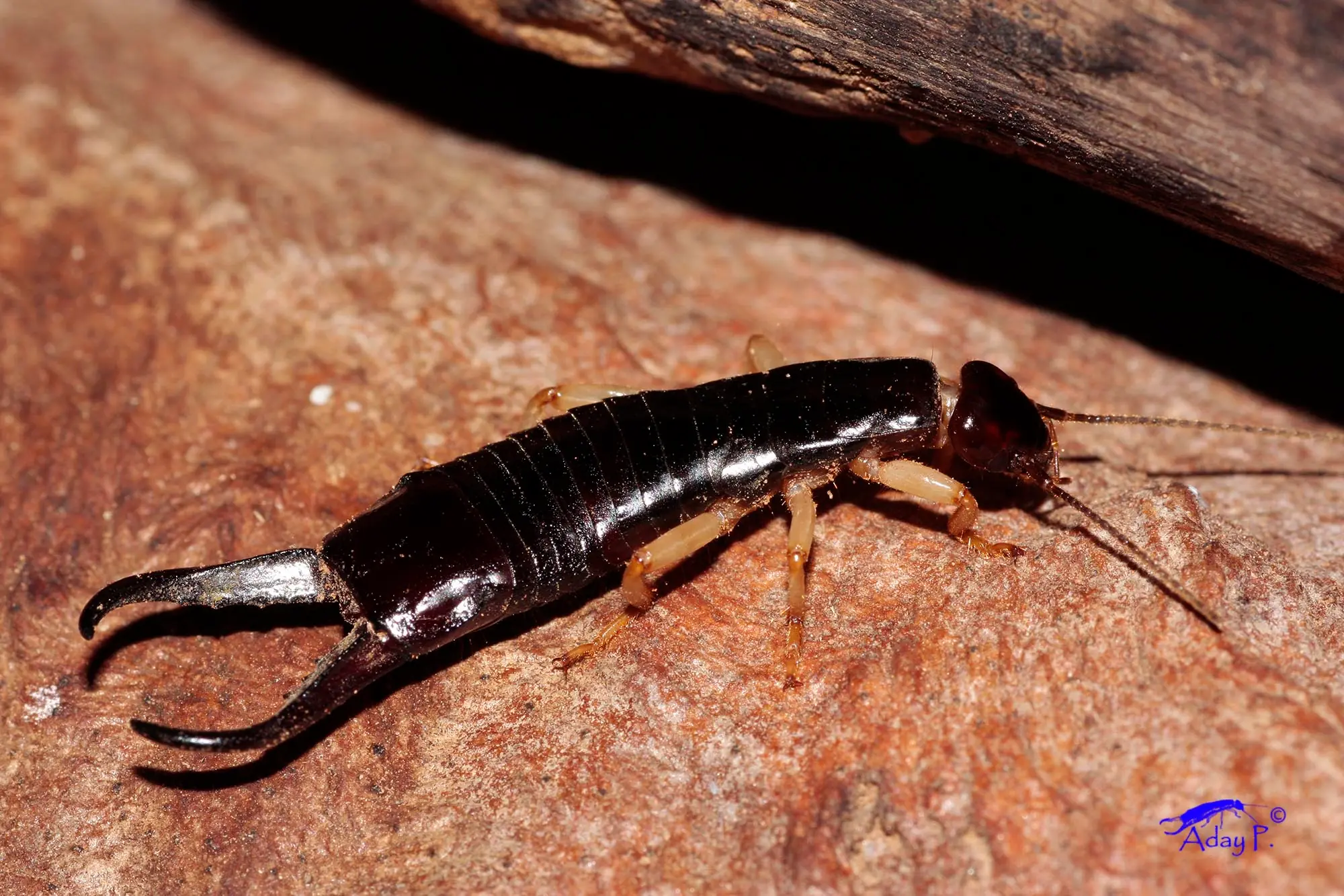 insecto insecto