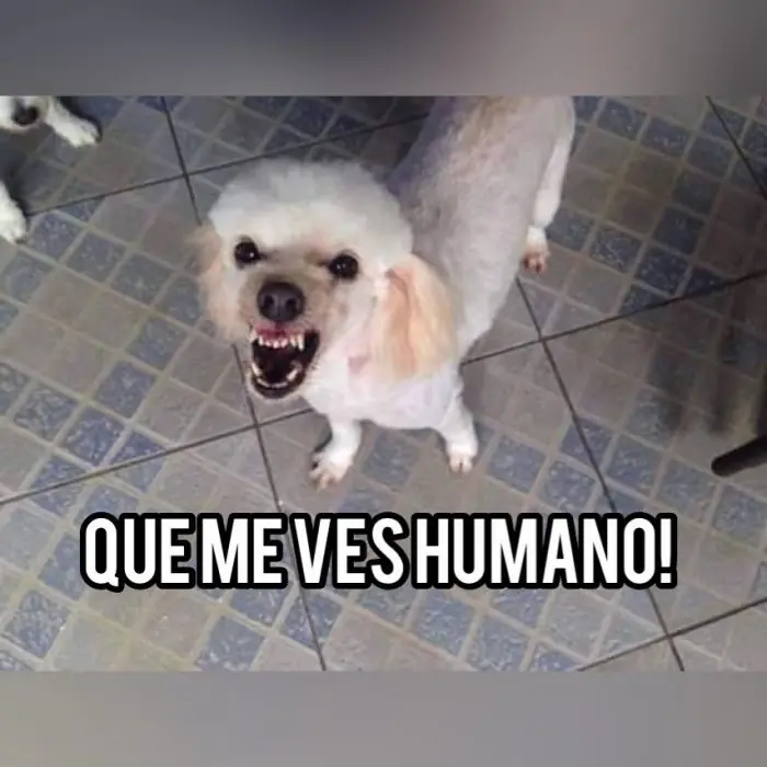 Memes Memes