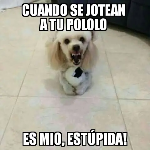 Pone a su adorable perrita en adopción y desatan memes Pone a su adorable perrita en adopción y desatan memes