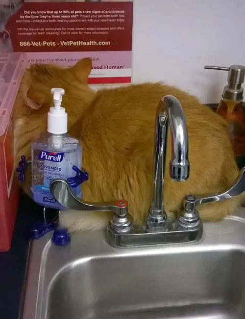 gatos