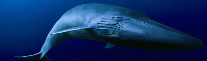 desconocido