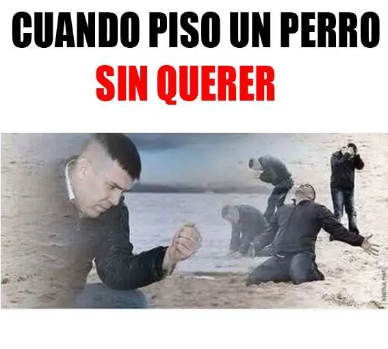 gatos