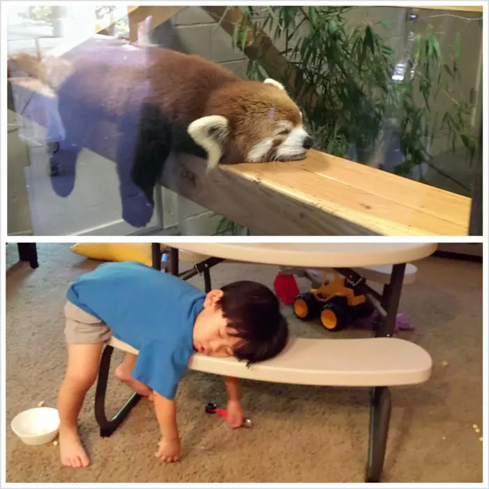 Los 26 Niños más ocurrentes y traviesos de todo Internet