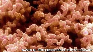 Bacterias que crean biocombustibles