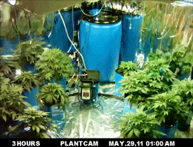 Científicos afirman que la marihuana no afecta las neuronas