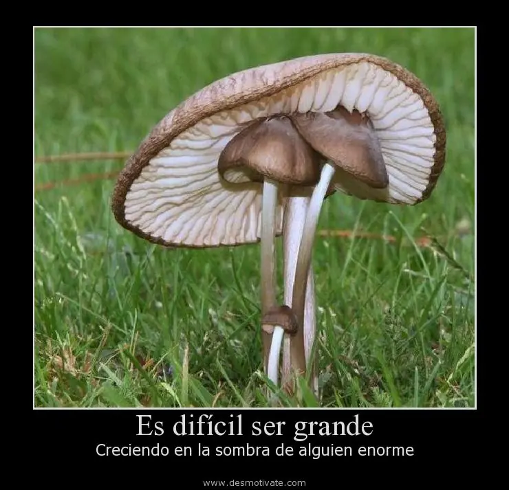 humor