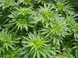marihuana