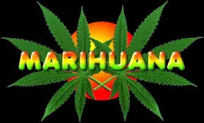 Científicos afirman que la marihuana no afecta las neuronas