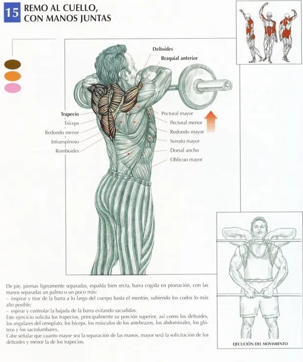 ectomorfo