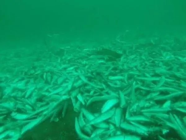 Salmon rosado? No gracias