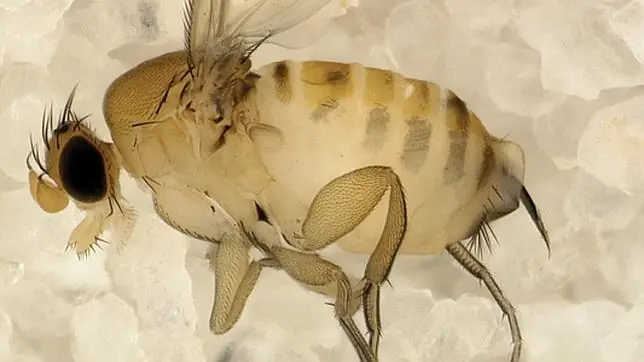 espanto
