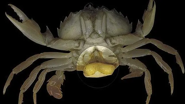 ocupantes
