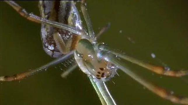 insectos