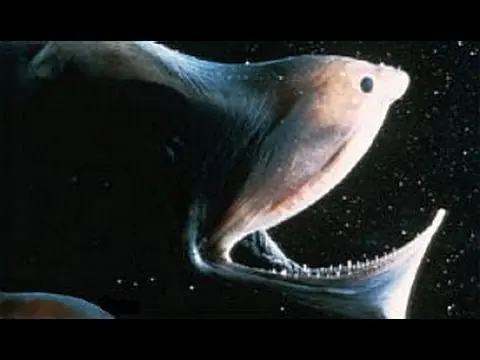 Fauna Abisal:Monstruos de las profundidades
