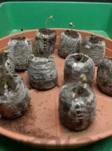 Como germinar semillas de marihuana