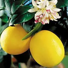 frutas