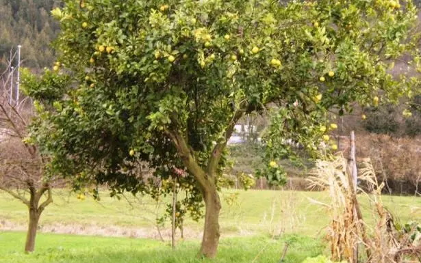 el árbol de dinero y 6 mas