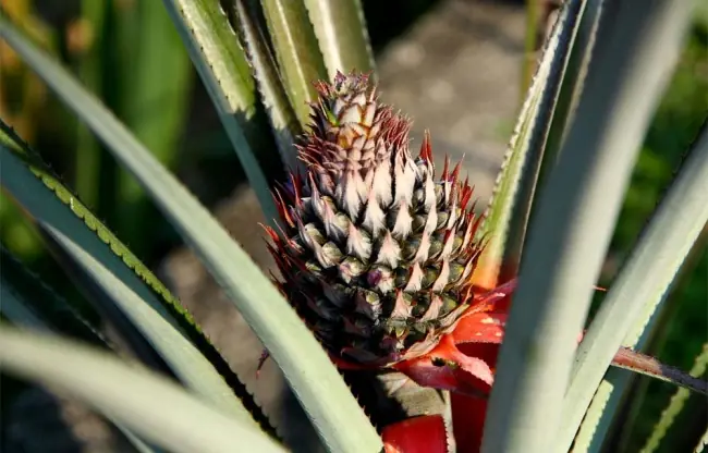 12 Verduras que puedes cultivar en tu casa