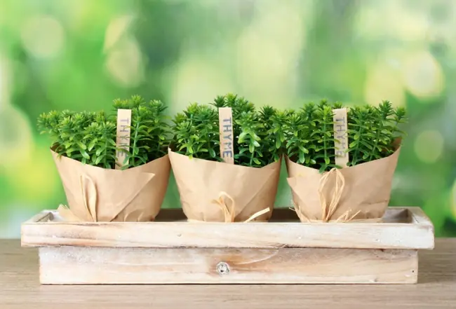 jardin