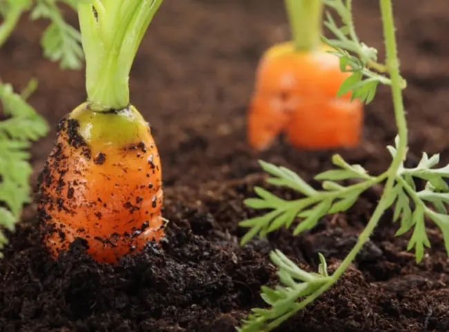 verduras