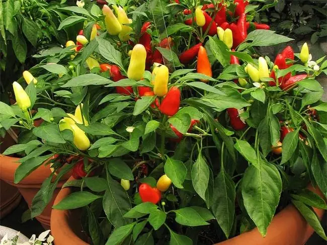 12 Verduras que puedes cultivar en tu casa