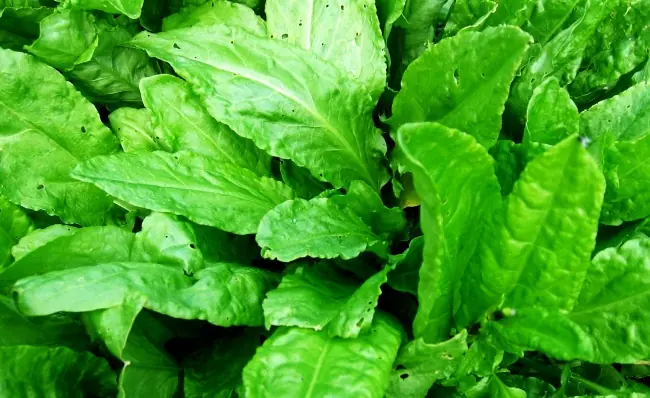 cultivar