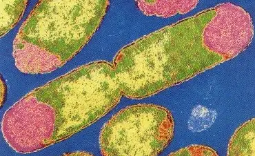 Ultimo momento: se divide la primera bacteria