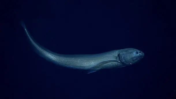 biologia marina