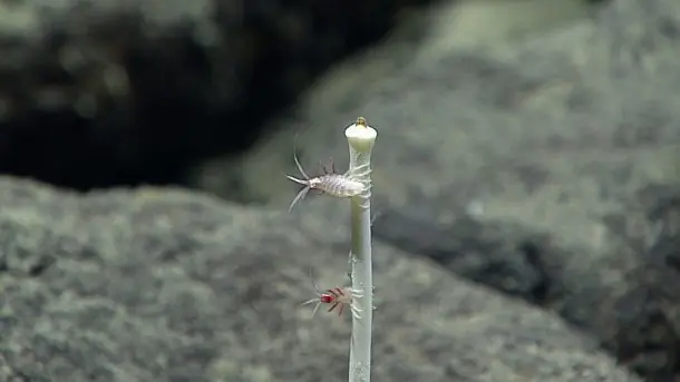 okeanos