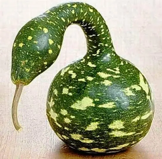 20 de las mas raras frutas y verduras!