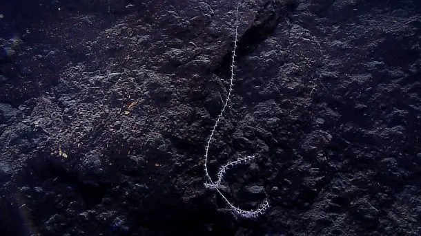 Imágenes de la fosa de las Marianas obtenidas por Okeanos