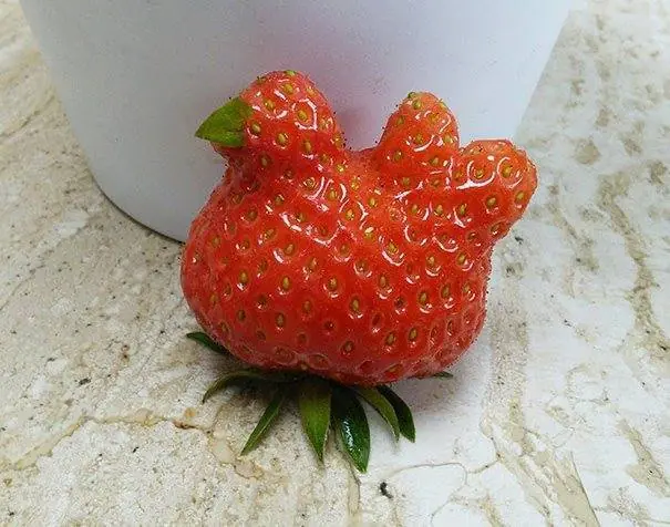 20 de las mas raras frutas y verduras!