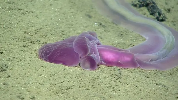 obtenidas por Okeanos
