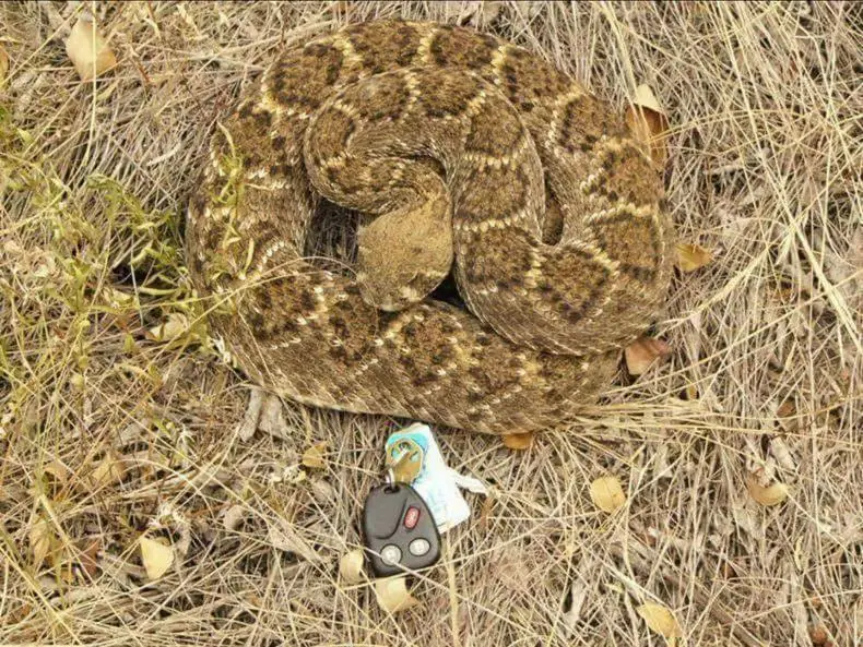 fotos