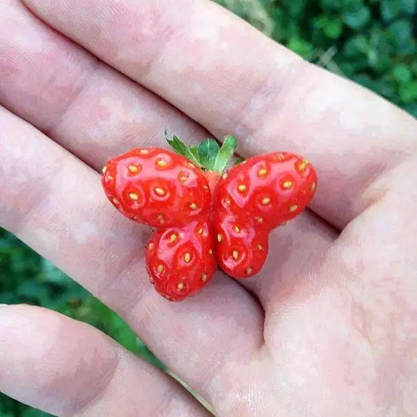 verduras