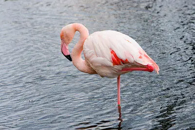 pata pata