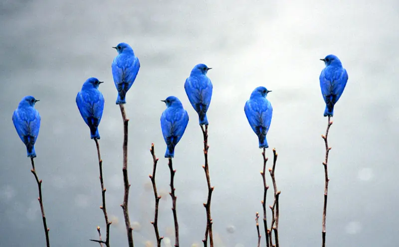 flamencos flamencos