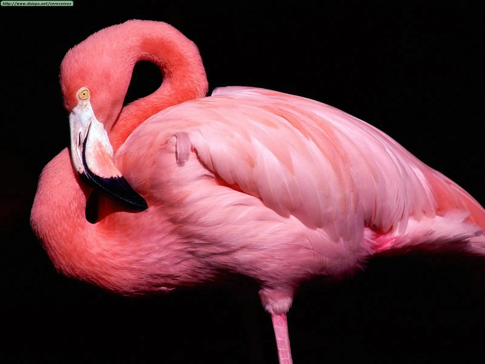 ¿Por qué encoge una pata el flamenco y porq los pájaros..